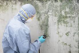 Best Black Mold Removal in Wellman, IA